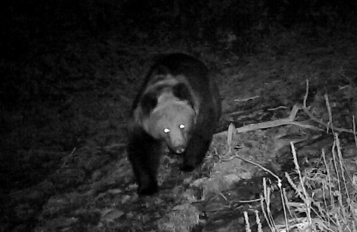 青?；ブ鄙?0年來(lái)首次發(fā)現(xiàn)棕熊活動(dòng)軌跡