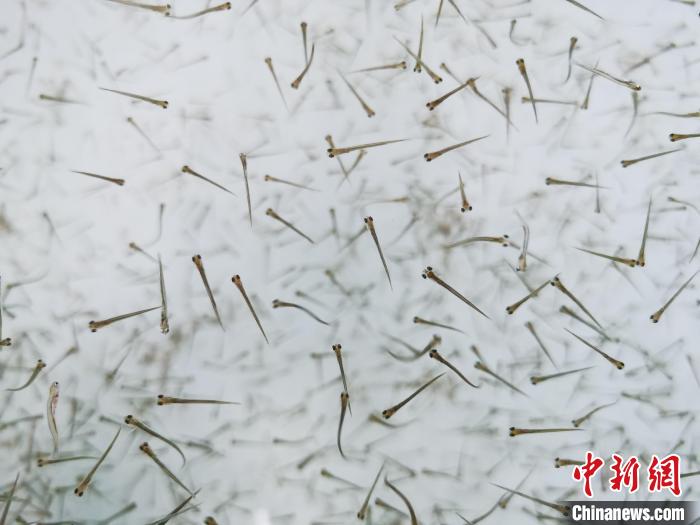 探訪青海湖湟魚(yú)“育嬰室”：“密集”育苗，體重10克放流