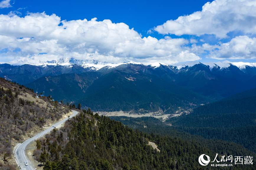 圖為在海拔4700多米的色季拉山，觀測從森林到草甸的多種植被類型。