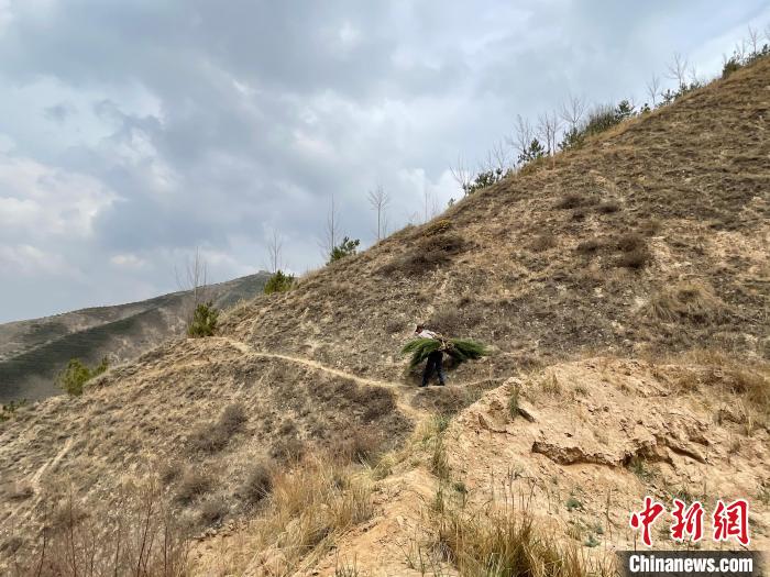 資料圖為建行青海省分行綠化區(qū)施工隊隊員人工運樹苗?！〗ㄐ星嗪Ｊ》中泄﹫D