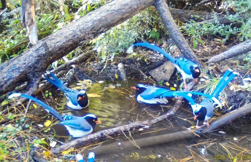 紅嘴藍鵲。涼山州委宣傳部供圖