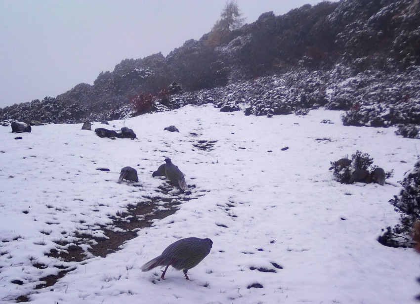 血雉。涼山州委宣傳部供圖