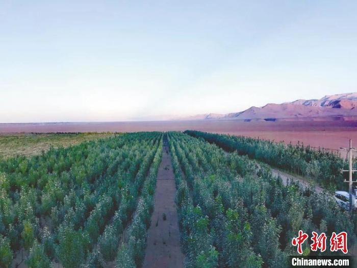 圖為格爾木境內(nèi)種植的綠樹?！「駹柲救诿襟w中心供圖