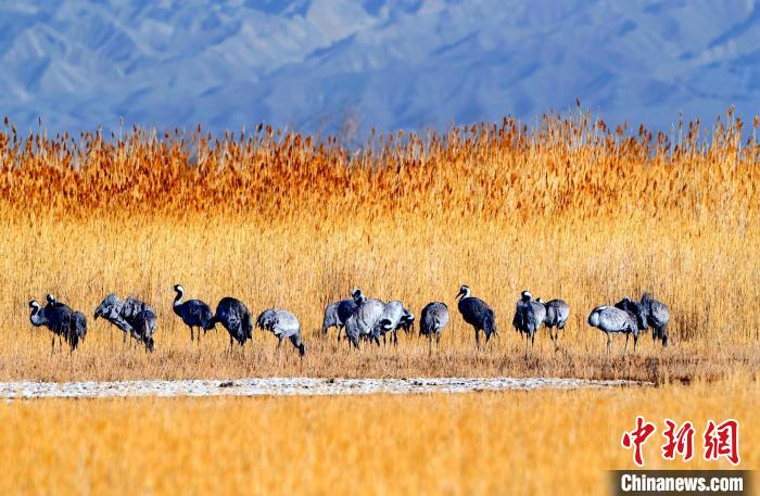 圖為可魯克湖野生水鳥覓食。　德令哈市委宣傳部供圖