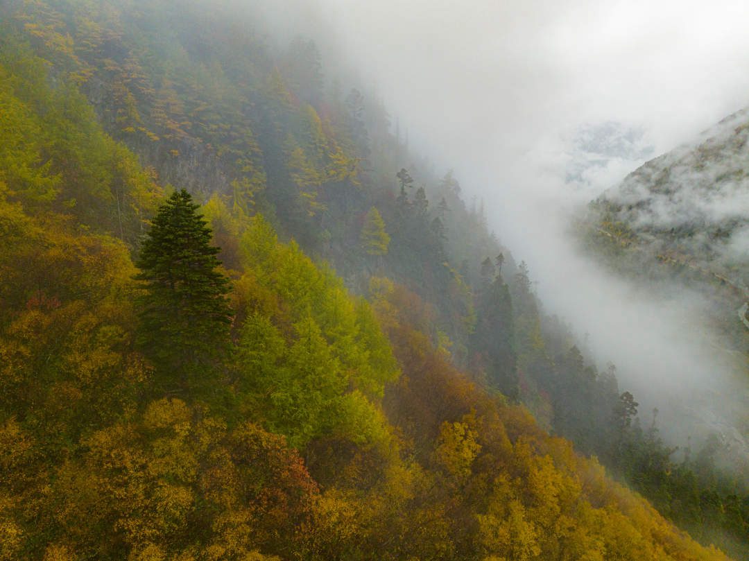 云纏霧繞，層林盡染。