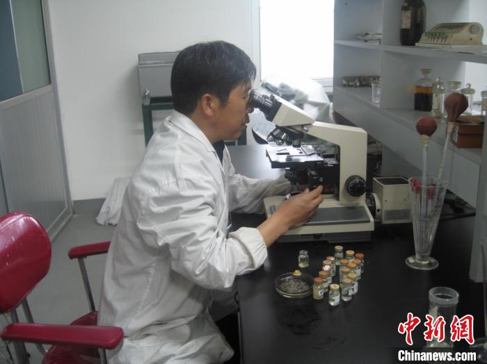 資料圖為研究團隊進行實驗室寄生蟲分類鑒定?！?青海省畜牧獸醫(yī)科學院供圖