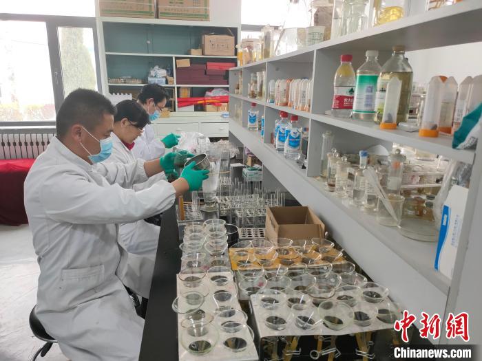 資料圖為研究團隊進行樣本檢查?！?青海省畜牧獸醫(yī)科學院供圖