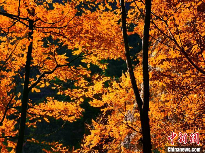 秋意濃?！≈炱桨?攝