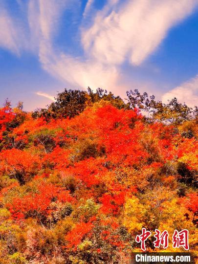 萬源深秋紅葉似火?！≈炱桨?　攝