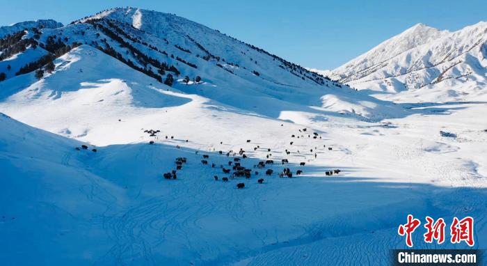 圖為牦牛群在雪地里覓食?！《继m縣融媒體中心供圖