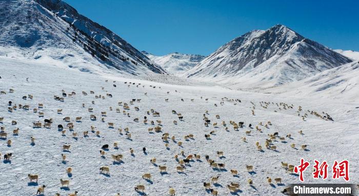 圖為羊群在雪地里覓食?！《继m縣融媒體中心供圖