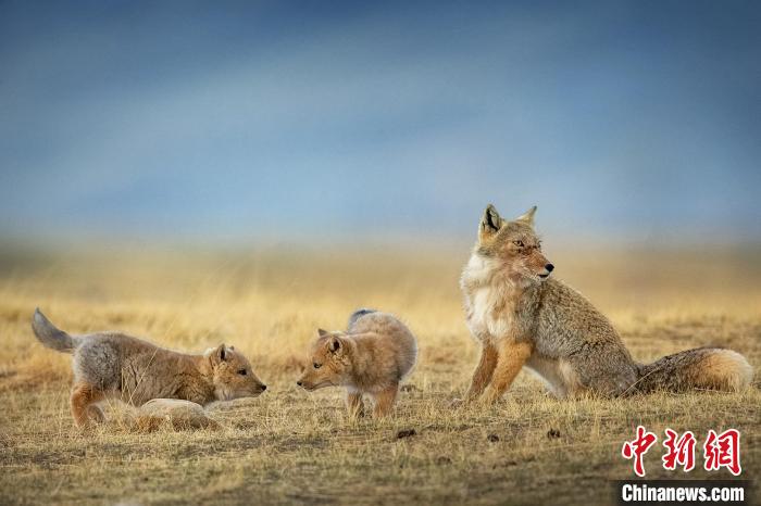 圖為焦生福的作品《居安思危》?！∏嗪Ｊ∑钸B山自然保護協(xié)會供圖