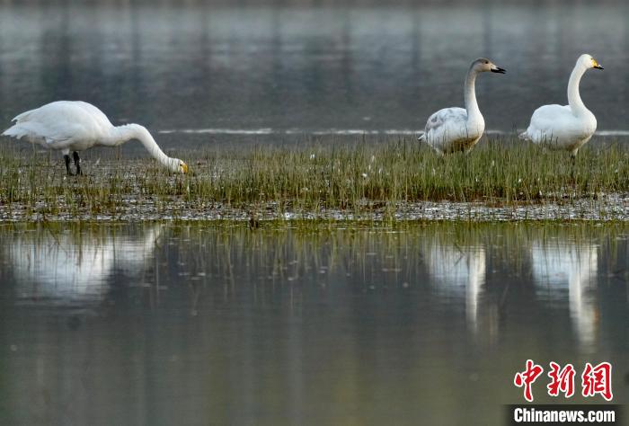 圖為三只大天鵝在黃河灘地嬉戲?！±钣穹?攝