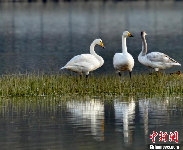 圖為三只大天鵝?！±钣穹?攝