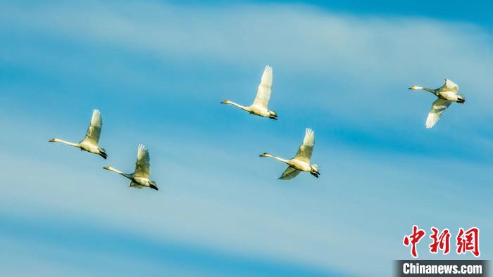 圖為天鵝在空中飛翔?！『螁⒔?攝