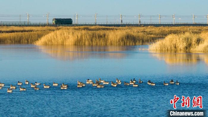 圖為多種野生鳥類在湖中游蕩?！『螁⒔?攝