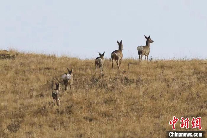 圖為狍鹿在山間漫步?！〔彭椖霞?攝