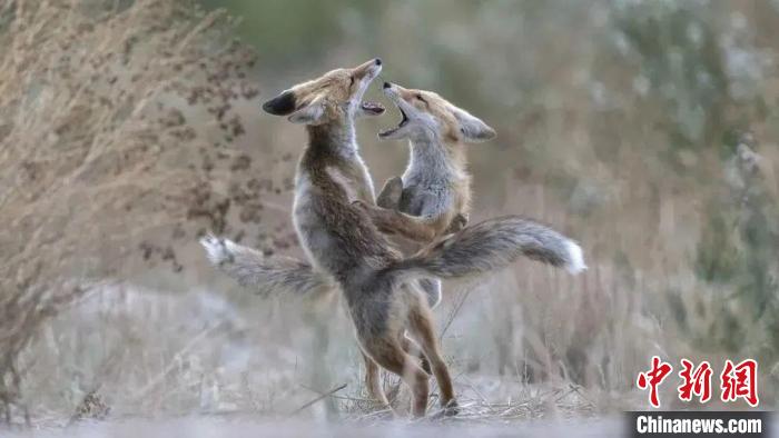 圖為同海元的作品《第一回合》。　青海省祁連山自然保護協(xié)會供圖