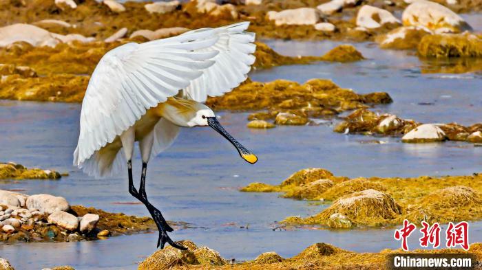 圖為白琵鷺?！?yán)桉 攝