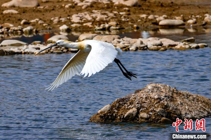 圖為準(zhǔn)備飛翔的白琵鷺?！?yán)桉 攝