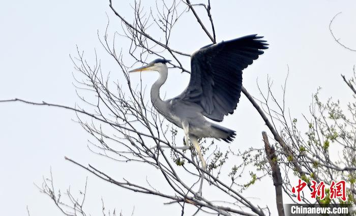 蒼鷺在覓食嬉戲?！“苍?攝