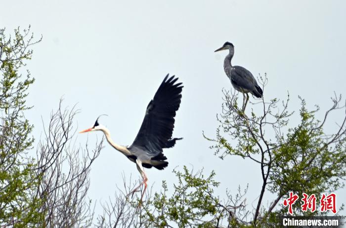 蒼鷺在覓食嬉戲?！“苍?攝