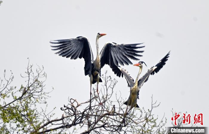 蒼鷺在覓食嬉戲?！“苍?攝