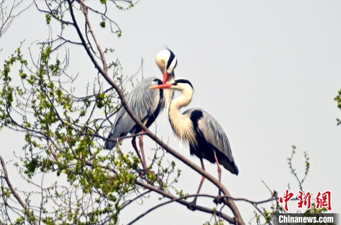 蒼鷺在覓食嬉戲?！“苍?攝