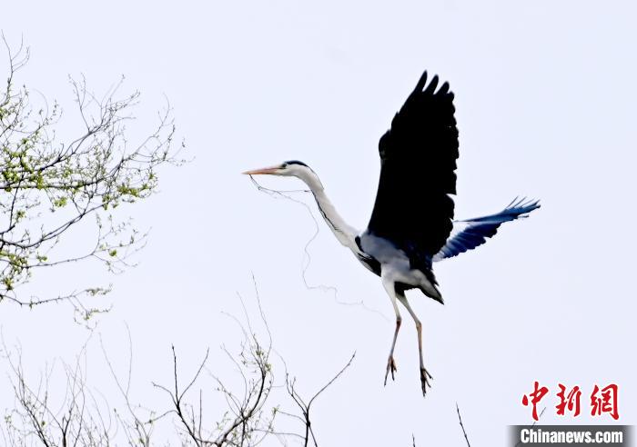 蒼鷺在覓食嬉戲?！“苍?攝