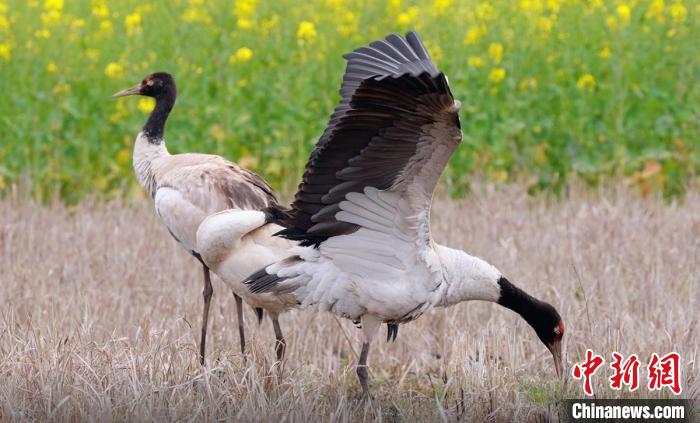四川天全:成群黑頸鶴休息補給后北歸