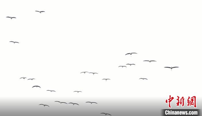 遷徙北歸。　天全縣融媒體中心 供圖
