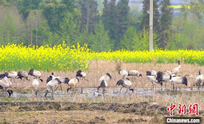 休息補(bǔ)給。　天全縣融媒體中心 供圖