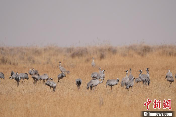 圖為草原上棲息的灰鶴?！∠葘m 攝