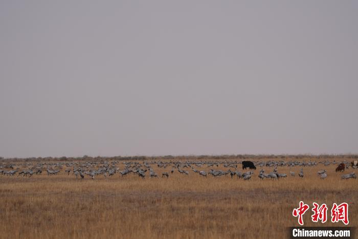 圖為草原上棲息的灰鶴?！∠葘m 攝