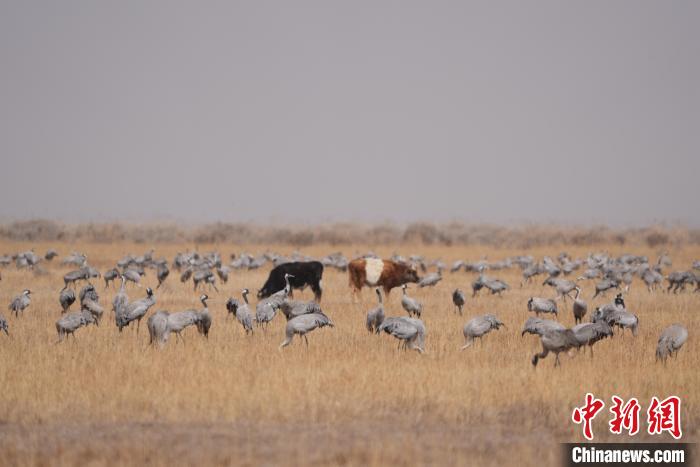 圖為草原上棲息的灰鶴?！∠葘m 攝