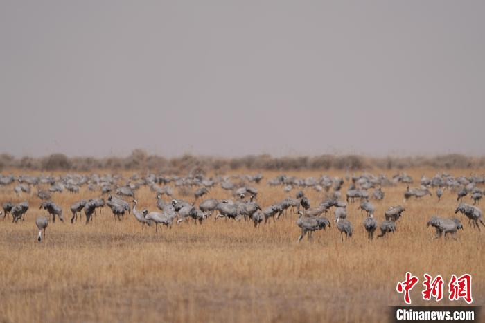 圖為密集分布的灰鶴?！∠葘m 攝