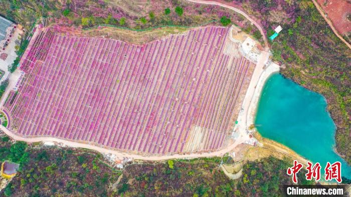 灼灼桃花惹人醉?！㈡?攝