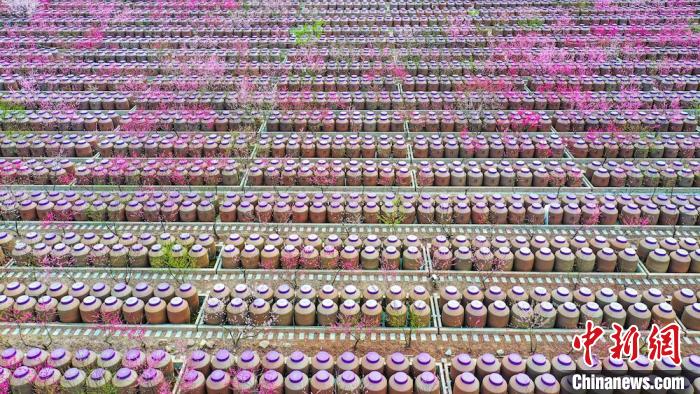 桃花和酒壇相映成趣。　劉媛 攝