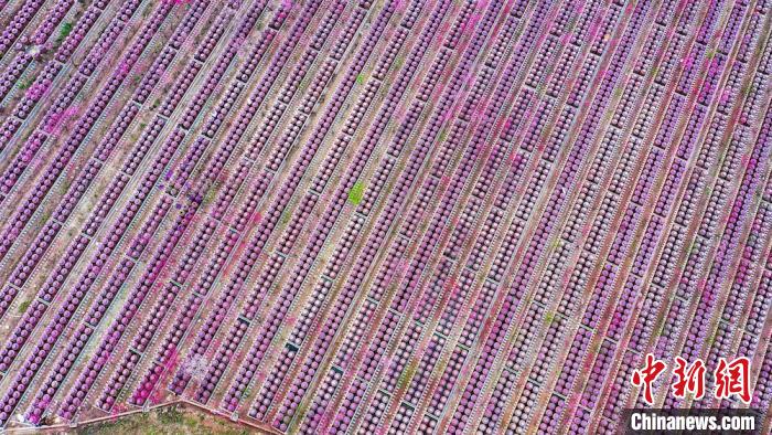 桃花和酒壇相映成趣?！㈡?攝