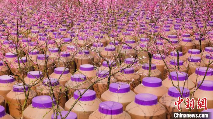 桃花和酒壇相映成趣?！∫足?攝