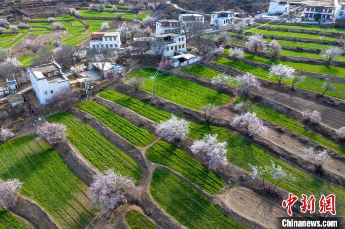 白松鎮(zhèn)層層麥田綠意盎然，與桃林構(gòu)成一幅美麗的鄉(xiāng)村畫卷?！⒅铱?攝