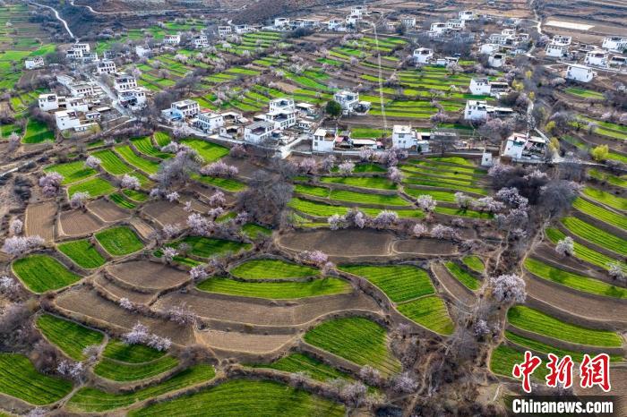 白松鎮(zhèn)桃花林中的白藏房?！⒅铱?攝