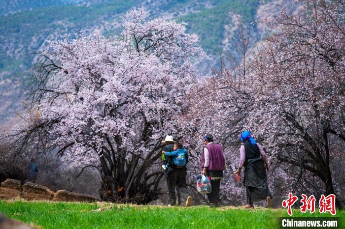 行走在麥田和桃樹下的白松鎮(zhèn)村民?！⒅铱?攝
