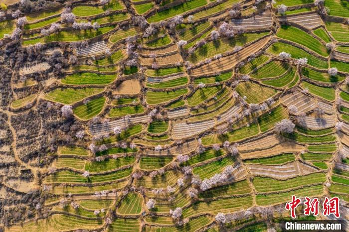 空中俯瞰得榮縣白松鎮(zhèn)的高山麥田和桃林。　劉忠俊 攝