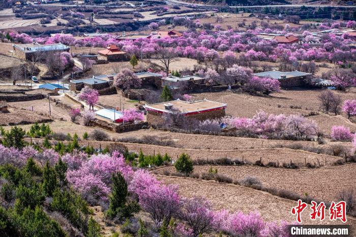 道孚麻灣村房前屋后的杏花繞村怒放?！『涡秀?攝