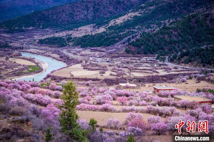 道孚縣麻灣村上千株盛開(kāi)的杏花將鄉(xiāng)村裝點(diǎn)一新?！『涡秀?攝