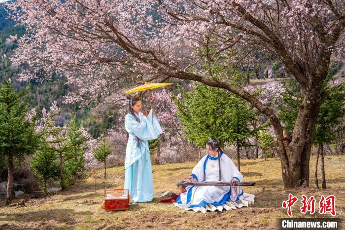 道孚杏花樹(shù)下的游客們?！√K銳 攝
