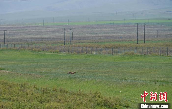 圖為一只普氏原羚在草場上奔跑?！●R銘言 攝