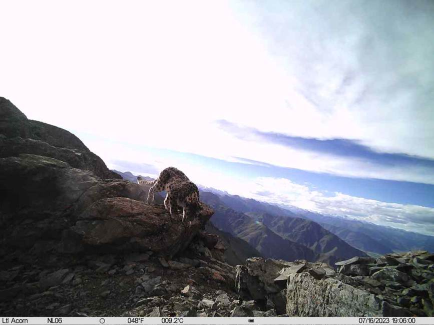 雪豹影像。山水自然保護中心供圖