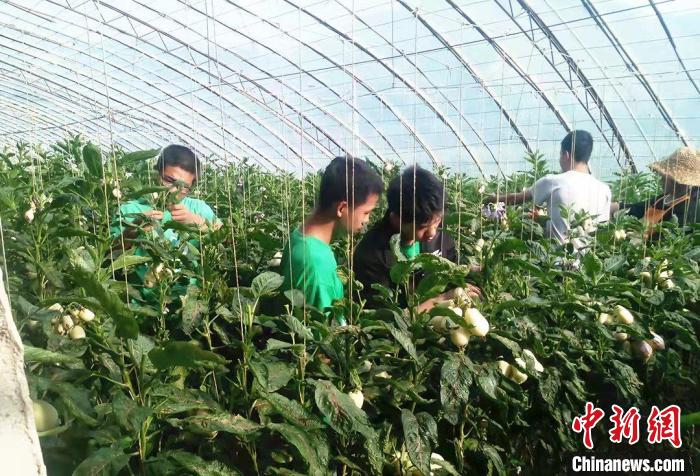 甘肅高校師生聚焦祁連山農(nóng)牧區(qū):“微策略”守護生態(tài)文化